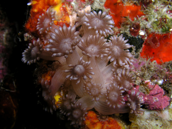  Goniopora djiboutiensis (Flowerpot Coral)